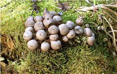Puffball fungi
