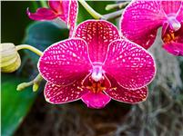 ارکیده Orchid